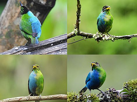 Уникальная полуголубая-полузеленая птица озадачила ученых